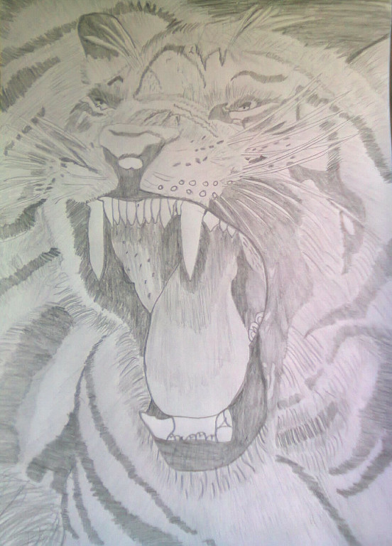 mój rysunek tygrys